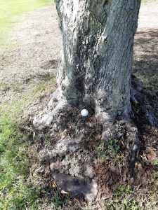 palla-nellalbero